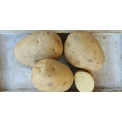 Patate classiche bianche