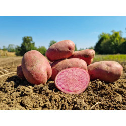 Patate buccia rossa polpa rosa