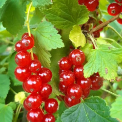 Ribes Rosso 3kg surgelato