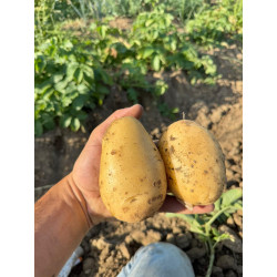 Patate Livingstone 3kg