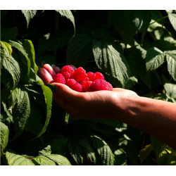 Lamponi 2kg (surgelati)